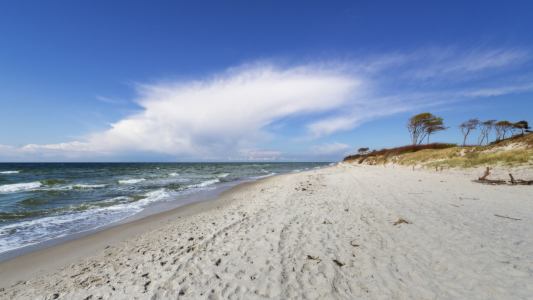 Bild-Nr: 11496278 Am Weststrand der Sonne entgegen | Darß Erstellt von: ReichderNatur