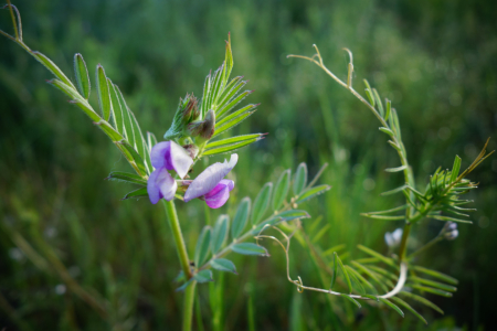 Bild-Nr: 11496683 Vicia sepium Morgenerwachen Erstellt von: LiaF