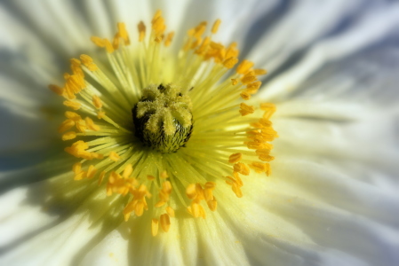 Bild-Nr: 11496886 MOHN - mittendrin Erstellt von: GUGIGEI