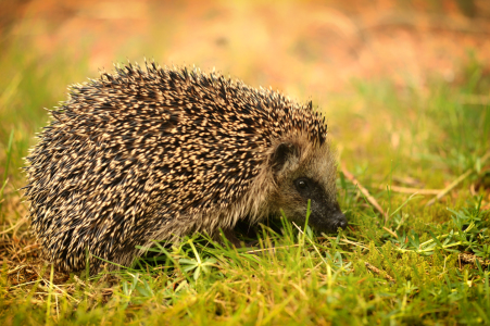 Bild-Nr: 11497314 Unser kleiner Mitbewohner im Garten Erstellt von: Susann Mielke