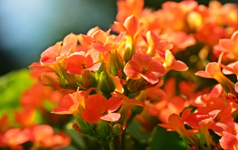 Bild-Nr: 11497422 Leuchtend Orange Blümchen Erstellt von: MarMIa