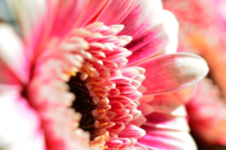 Bild-Nr: 11497730 Blumenmakro Erstellt von: MarMIa