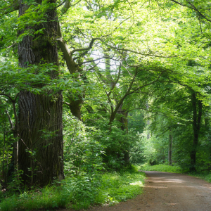 Bild-Nr: 11498271 Waldweg im Frühling Erstellt von: LiaF