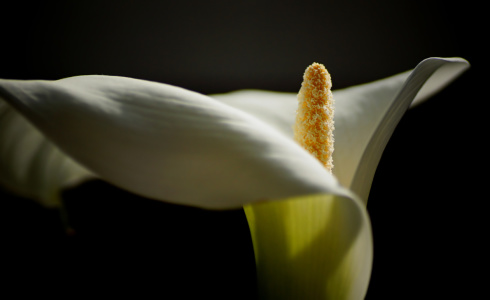 Bild-Nr: 11498403 Calla Erstellt von: youhaveadream