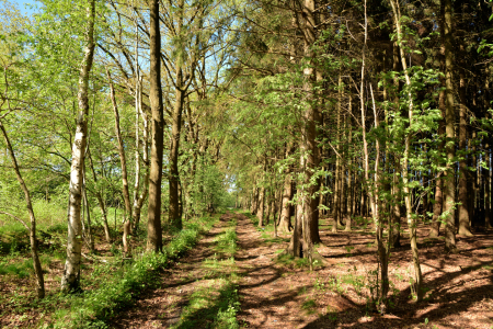 Bild-Nr: 11498733 Wald am Rande des Moores Erstellt von: Ostfriese