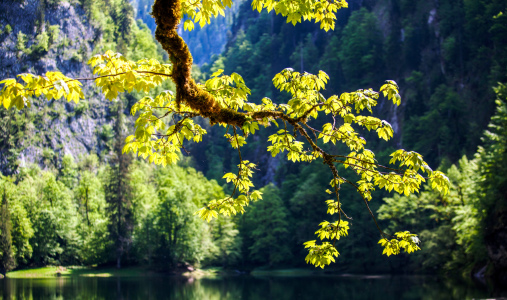 Bild-Nr: 11498949 Sonnenstrahlen Sonne Licht Wald Bäume Sonnenlicht Waldboden Moos Erstellt von: wompus