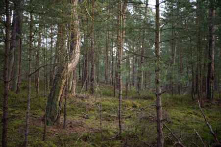 Bild-Nr: 11499717 Ostseewald Erstellt von: petschenga