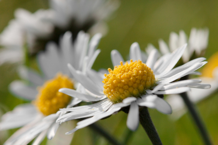 Bild-Nr: 11500233 Daisy Erstellt von: LiliumPictures