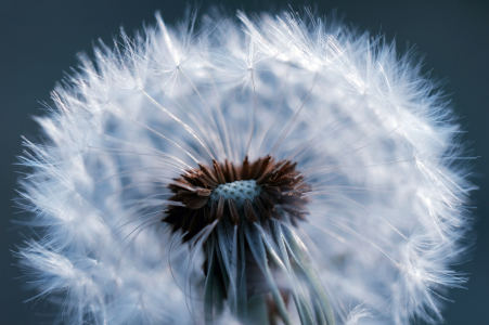 Bild-Nr: 11500537 Pusteblume Erstellt von: Susann Mielke