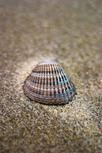 Bild-Nr: 11500637 Am Strand Erstellt von: Dimo Tabken