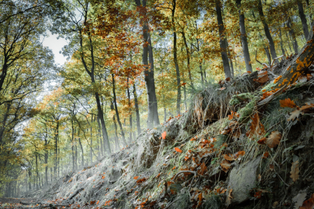 Bild-Nr: 11500973 Geisterwald Erstellt von: Richard-Young