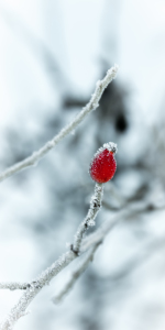 Bild-Nr: 11501201 Feuerrot im Frostweis Erstellt von: Richard-Young