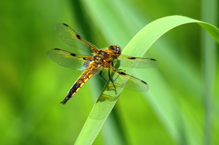 Bild-Nr: 11501515 Libelle Erstellt von: hunzitho