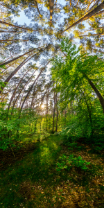 Bild-Nr: 11501560 Tief im Wald Erstellt von: Bart-Achilles