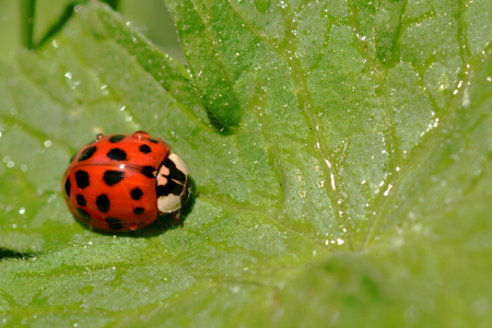 Bild-Nr: 11501629 Asiatische  Marienkäfer Erstellt von: Ostfriese