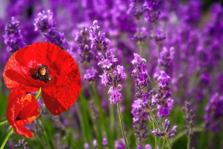 Bild-Nr: 11501661 Lavendel und Mohn Erstellt von: Ina  Penning