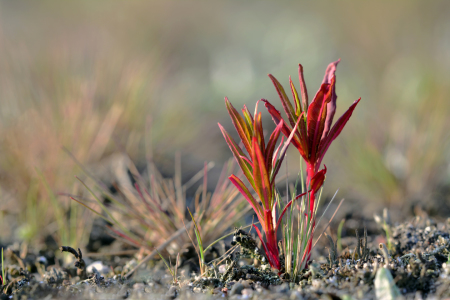 Bild-Nr: 11501930 Der Frühling ist angekommen Erstellt von: Ostfriese