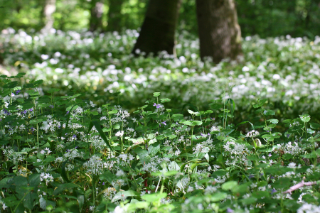 Bild-Nr: 11502438 Bärlauch Allium ursinum Erstellt von: Renate Knapp