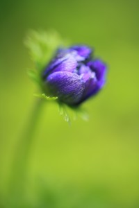 Bild-Nr: 11502517 Anemone Erstellt von: Saskia1981