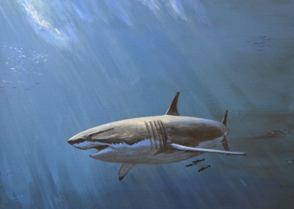 Bild-Nr: 11503404 White Shark Erstellt von: SchmidtArt