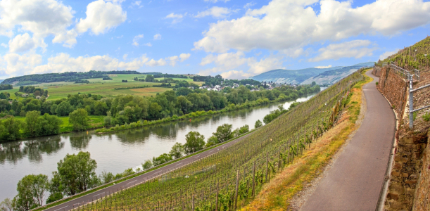 Bild-Nr: 11503463 Weinberge an der Mosel I Erstellt von: SusaZoom