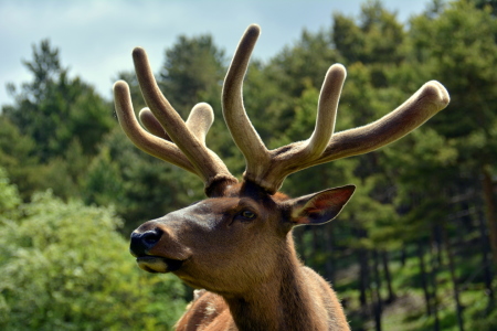 Bild-Nr: 11503621 Wapiti Erstellt von: GUGIGEI