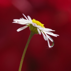 Bild-Nr: 11504001 Gänseblümchen Erstellt von: gabii40