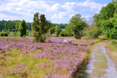 Bild-Nr: 11504490 Heideblüte Erstellt von: Gisela Scheffbuch