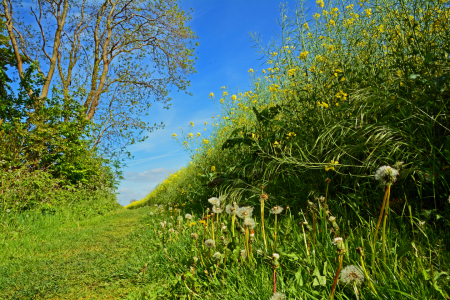 Bild-Nr: 11504504 Wanderweg Erstellt von: Ostfriese