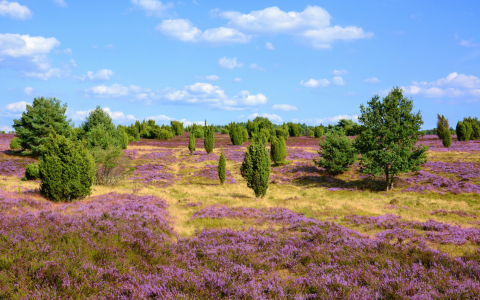 Bild-Nr: 11504538 Heideblüte in der Lüneburger Heide Erstellt von: Gisela Scheffbuch