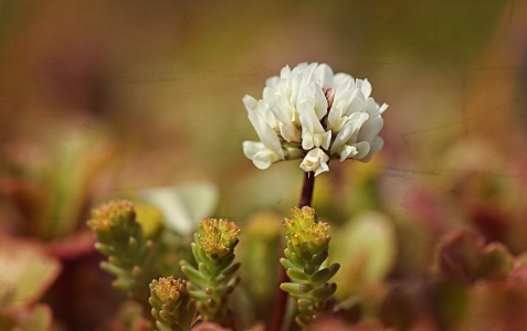 Bild-Nr: 11505138 Clover Erstellt von: youhaveadream