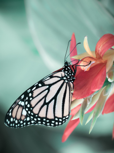 Bild-Nr: 11505152 butterfly Erstellt von: Richard-Young