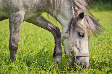 Bild-Nr: 11505340 Welsh-Pony Lulu Erstellt von: Angela  Dölling