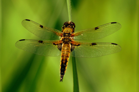 Bild-Nr: 11505557 Libelle 2 Erstellt von: hunzitho