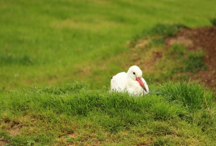 Bild-Nr: 11505584 Storchenbaby Erstellt von: Heike  Hultsch