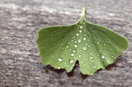 Bild-Nr: 11505588 Ginkgo Erstellt von: gabii40