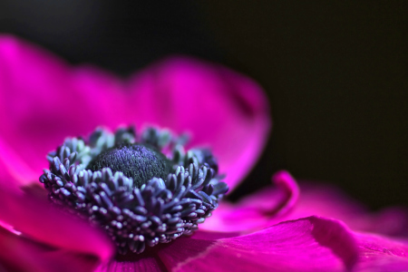 Bild-Nr: 11505931 pink flower Erstellt von: Steflei