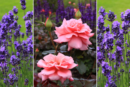 Bild-Nr: 11506099 Rose und Lavendel Erstellt von: SusaZoom