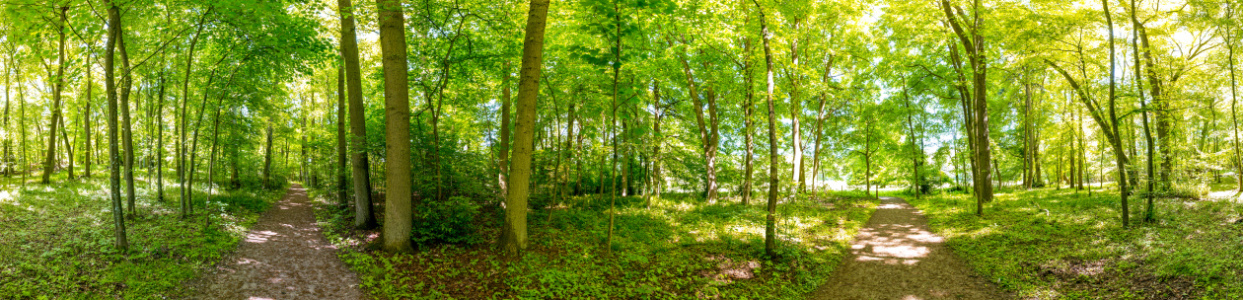 Bild-Nr: 11506166 Hofsee-Wald I Erstellt von: Landhans