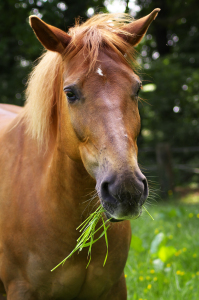 Bild-Nr: 11506413 Quarter-Haflinger Mix Lilly Erstellt von: Angela  Dölling