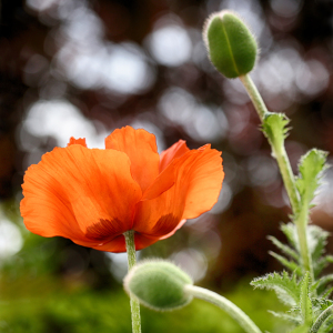 Bild-Nr: 11506452 Papaver Erstellt von: Thomas Herzog