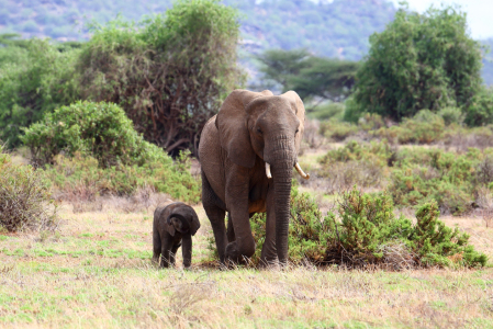Bild-Nr: 11506807 Elefantenmutter mit Kind Erstellt von: Metalmaus