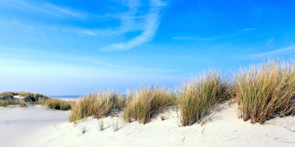 Bild-Nr: 11506915 Dünentraum auf Langeoog Erstellt von: wompus