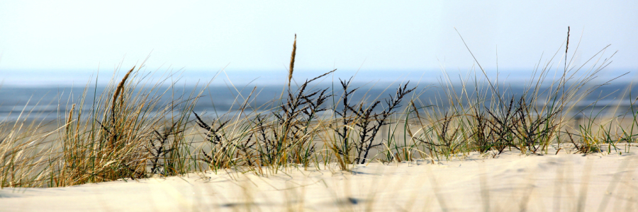 Bild-Nr: 11506917 Strandhafer Erstellt von: wompus