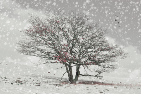 Bild-Nr: 11507038 winterwundereiche Erstellt von: ReichderNatur