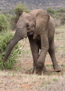 Bild-Nr: 11507339 fressender Elefant Erstellt von: Metalmaus