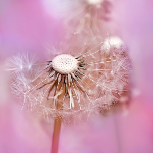 Bild-Nr: 11508665 Pusteblume Erstellt von: Atteloi