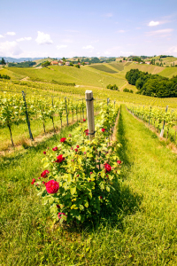 Bild-Nr: 11509267 Weinberge Erstellt von: wompus