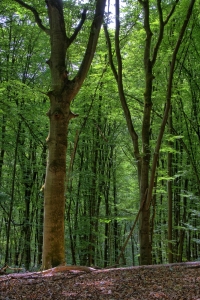 Bild-Nr: 11509616 Buchen im grünen Wald Erstellt von: RonNi