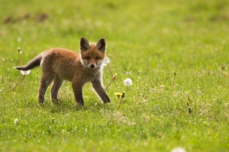 Bild-Nr: 11510057 kleiner Fuchs Erstellt von: Jens Kalanke